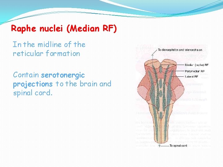 Raphe nuclei (Median RF) In the midline of the reticular formation Contain serotonergic projections