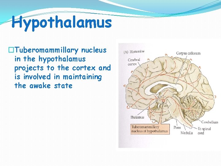 Hypothalamus �Tuberomammillary nucleus in the hypothalamus projects to the cortex and is involved in