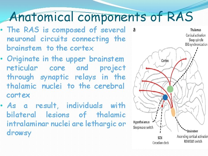 Anatomical components of RAS • The RAS is composed of several neuronal circuits connecting