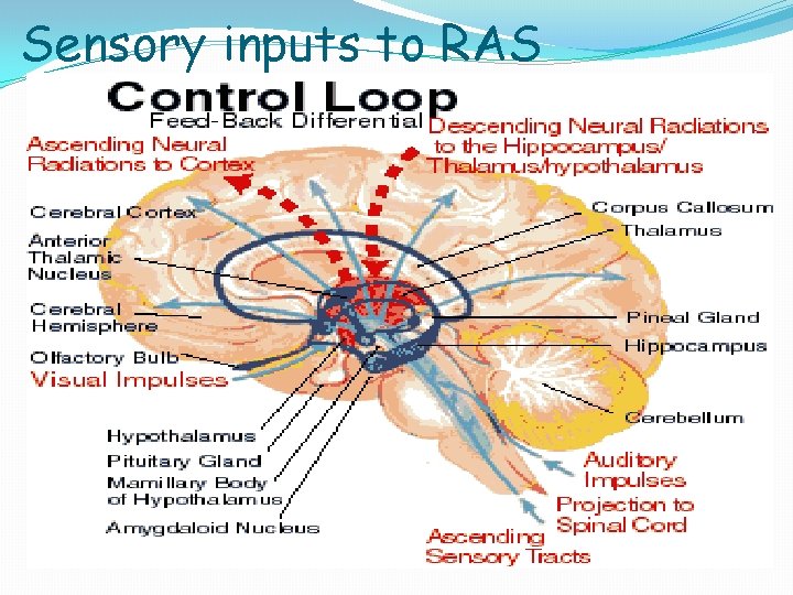 Sensory inputs to RAS 