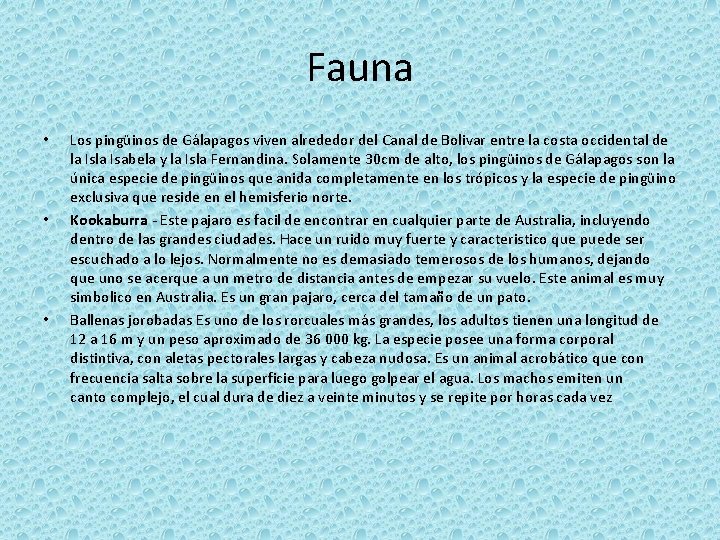 Fauna • • • Los pingüinos de Gálapagos viven alrededor del Canal de Bolivar