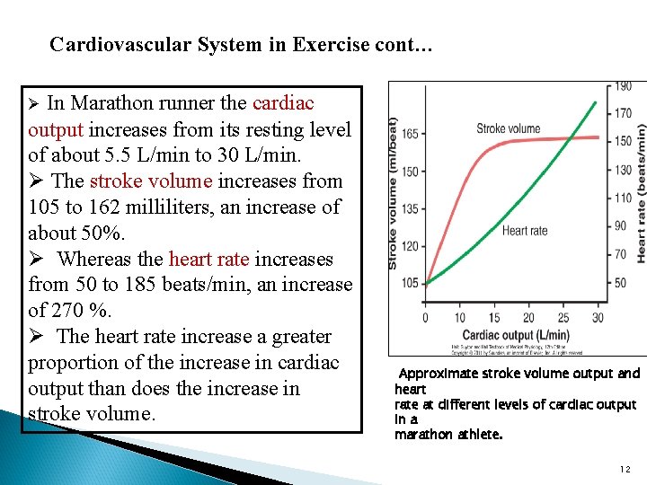 Cardiovascular System in Exercise cont… In Marathon runner the cardiac output increases from its