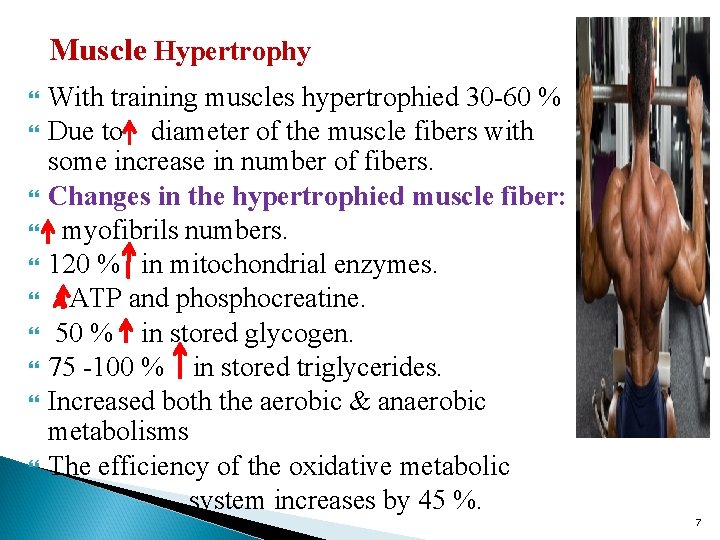 Muscle Hypertrophy With training muscles hypertrophied 30 -60 % Due to diameter of the