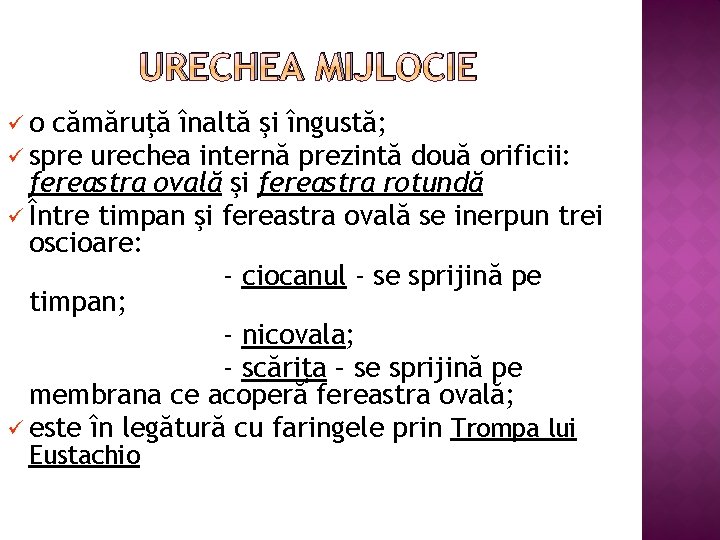 URECHEA MIJLOCIE üo cămăruţă înaltă şi îngustă; ü spre urechea internă prezintă două orificii: URECHEA MIJLOCIE üo cămăruţă înaltă şi îngustă; ü spre urechea internă prezintă două orificii: