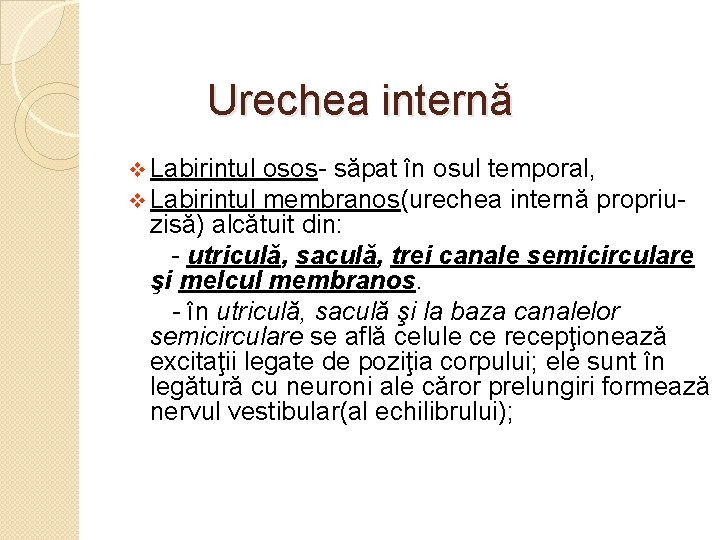 Urechea internă v Labirintul osos- săpat în osul temporal, membranos(urechea internă propriuzisă) alcătuit din: Urechea internă v Labirintul osos- săpat în osul temporal, membranos(urechea internă propriuzisă) alcătuit din: