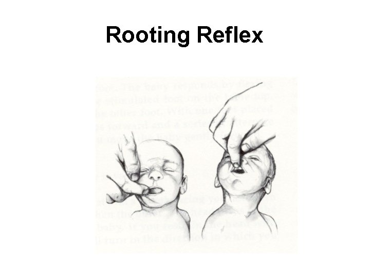 Rooting Reflex 