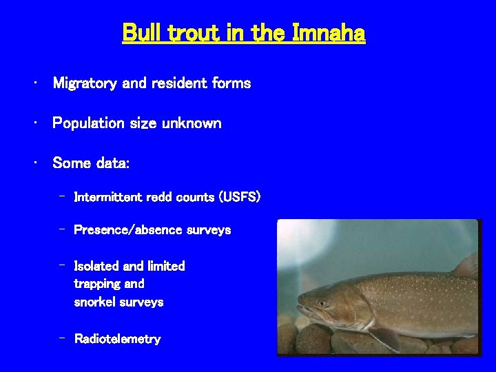 Bull trout in the Imnaha • Migratory and resident forms • Population size unknown