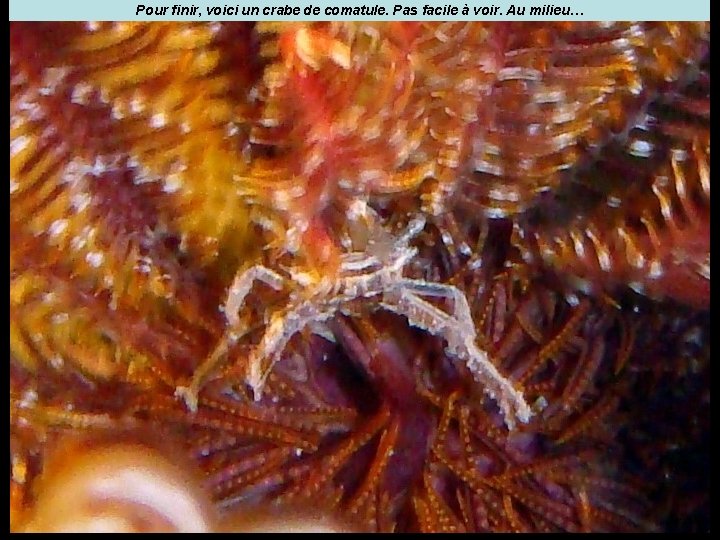 Pour finir, voici un crabe de comatule. Pas facile à voir. Au milieu… 