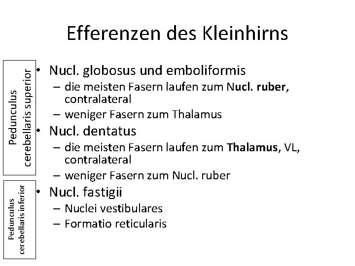 Pedunculus cerebellaris inferior Pedunculus cerebellaris superior Efferenzen des Kleinhirns • Nucl. globosus und emboliformis