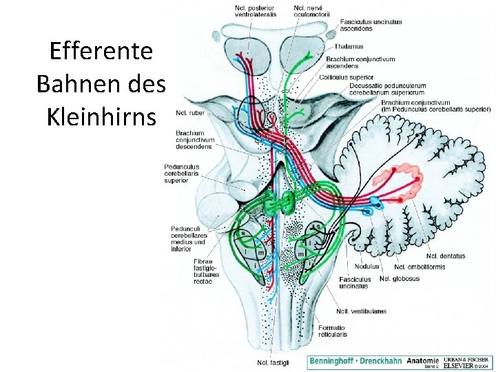 Efferente Bahnen des Kleinhirns 