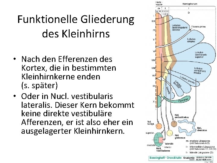 Funktionelle Gliederung des Kleinhirns • Nach den Efferenzen des Kortex, die in bestimmten Kleinhirnkerne