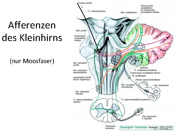 Afferenzen des Kleinhirns (nur Moosfaser) 