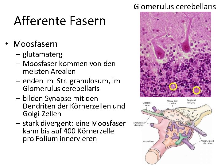 Glomerulus cerebellaris Afferente Fasern • Moosfasern – glutamaterg – Moosfaser kommen von den meisten