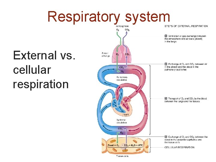 Respiratory system External vs. cellular respiration 