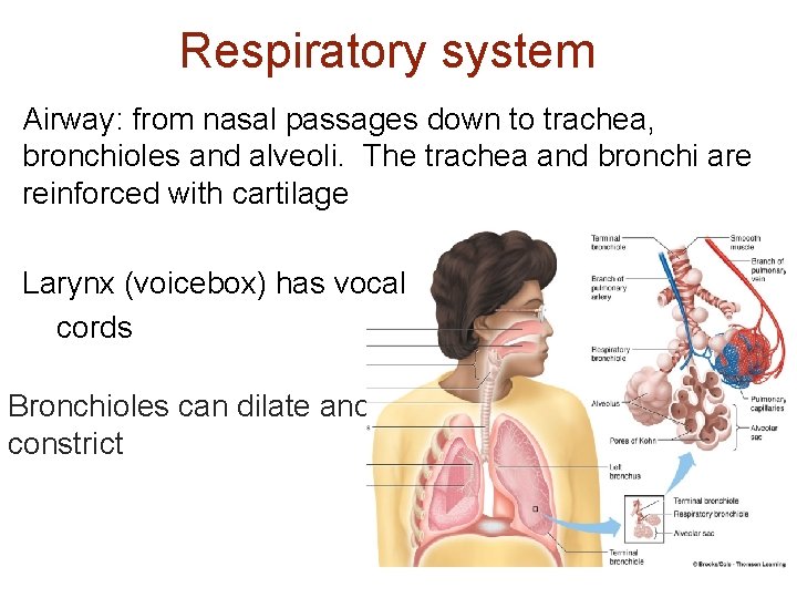 Respiratory system Airway: from nasal passages down to trachea, bronchioles and alveoli. The trachea