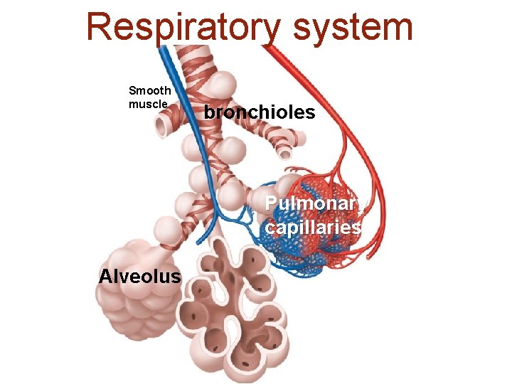 Respiratory system Smooth muscle bronchioles Pulmonary capillaries Alveolus 