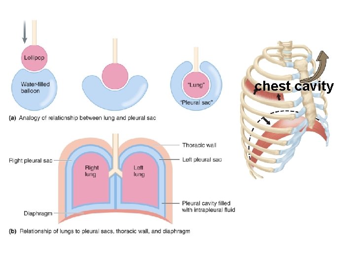 chest cavity 