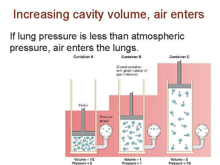 Increasing cavity volume, air enters If lung pressure is less than atmospheric pressure, air