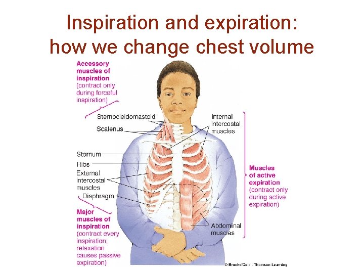 Inspiration and expiration: how we change chest volume 