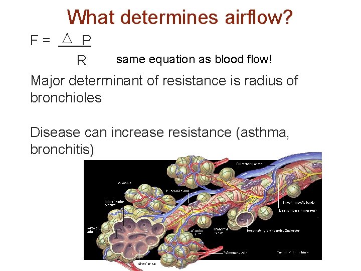 What determines airflow? F= P same equation as blood flow! R Major determinant of