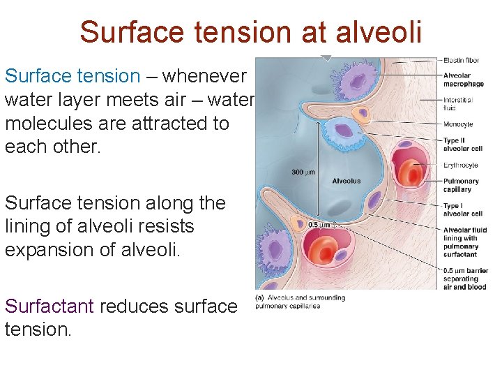 Surface tension at alveoli Surface tension – whenever water layer meets air – water