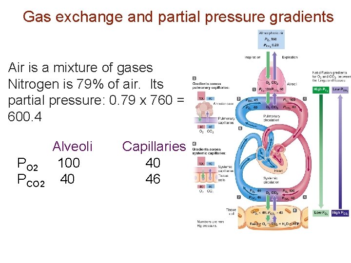 Gas exchange and partial pressure gradients Air is a mixture of gases Nitrogen is