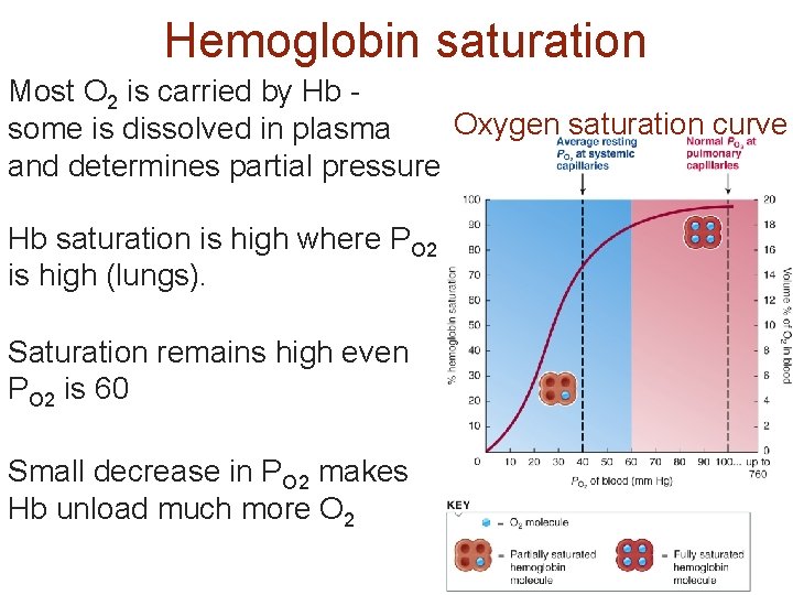 Hemoglobin saturation Most O 2 is carried by Hb Oxygen saturation curve some is