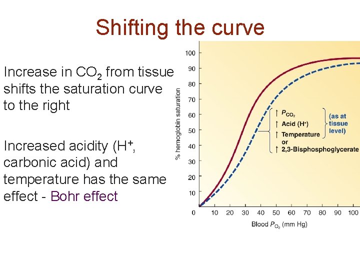 Shifting the curve Increase in CO 2 from tissue shifts the saturation curve to