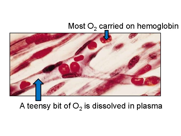 Most O 2 carried on hemoglobin A teensy bit of O 2 is dissolved