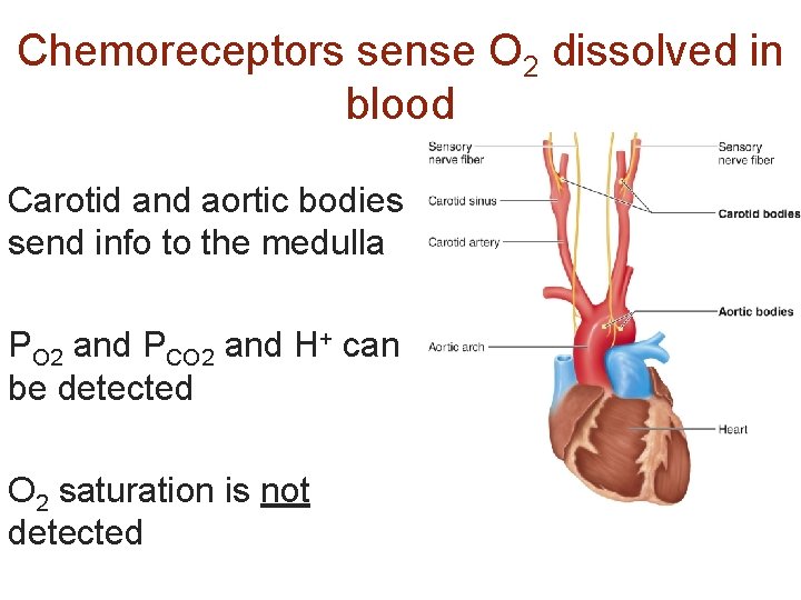 Chemoreceptors sense O 2 dissolved in blood Carotid and aortic bodies send info to