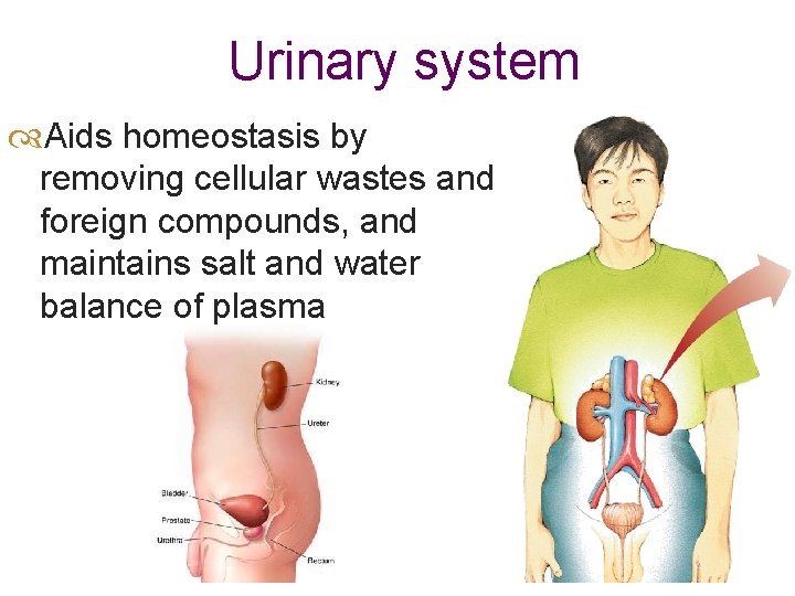 Urinary system Aids homeostasis by removing cellular wastes and foreign compounds, and maintains salt
