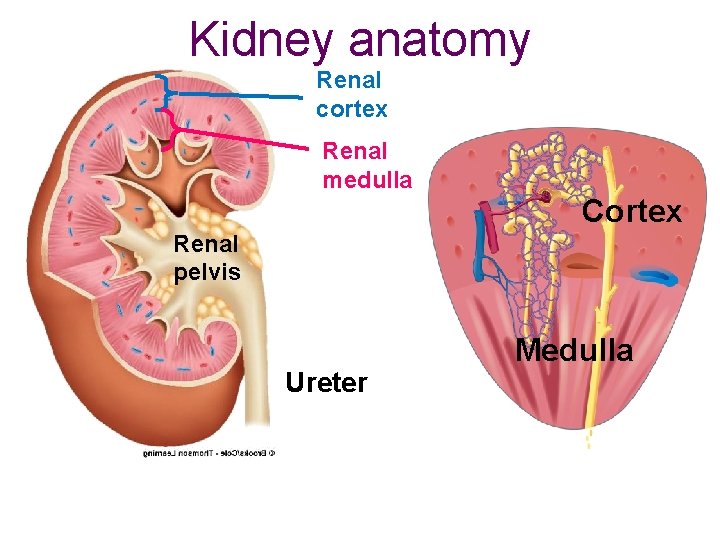 Kidney anatomy Renal cortex Renal medulla Cortex Renal pelvis Ureter Medulla 