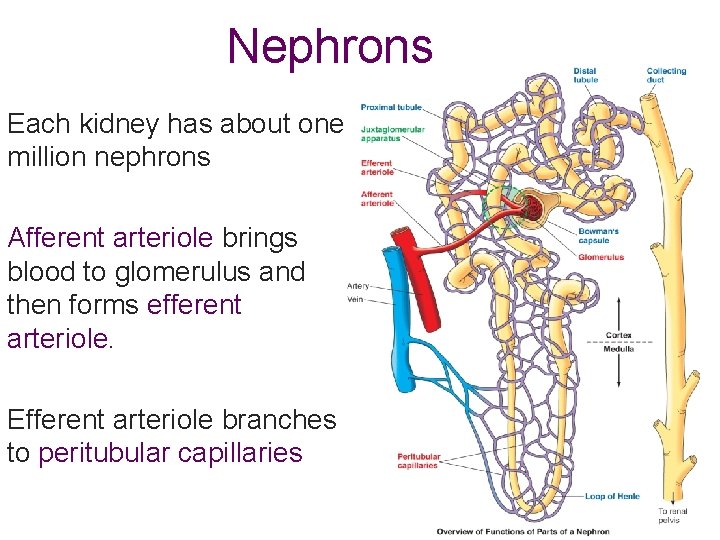 Nephrons Each kidney has about one million nephrons Afferent arteriole brings blood to glomerulus