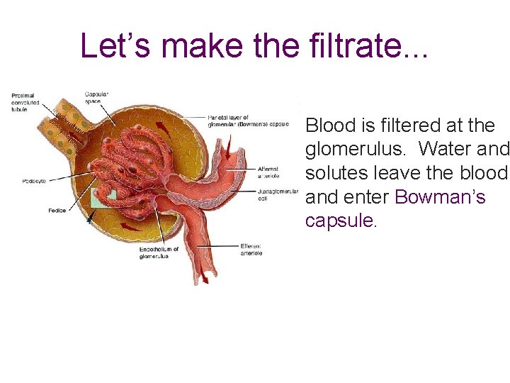 Let’s make the filtrate. . . Blood is filtered at the glomerulus. Water and