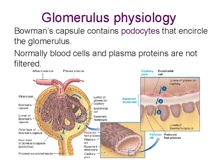 Glomerulus physiology Bowman’s capsule contains podocytes that encircle the glomerulus. Normally blood cells and