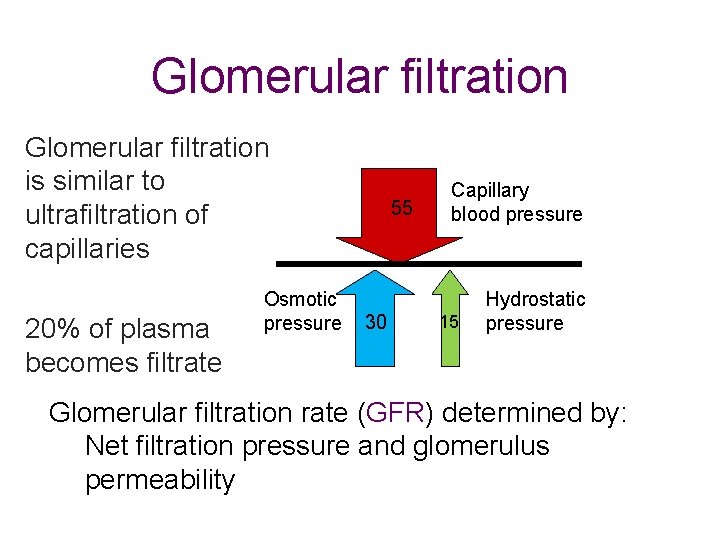 Glomerular filtration is similar to ultrafiltration of capillaries 20% of plasma becomes filtrate Osmotic