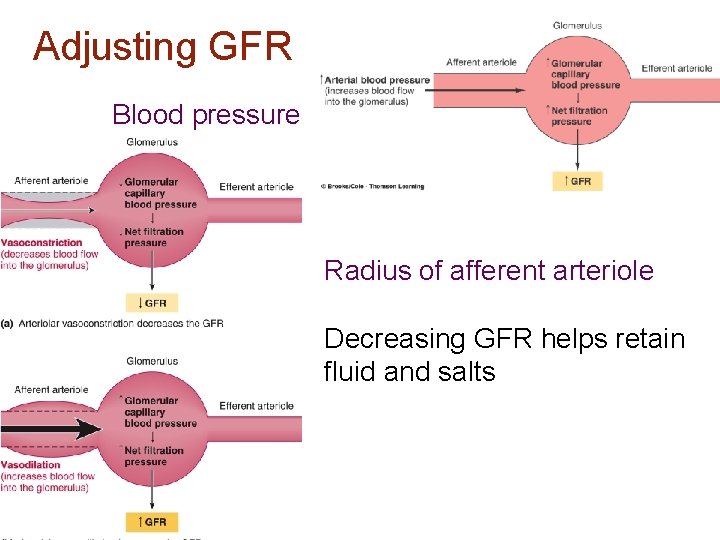 Adjusting GFR Blood pressure Radius of afferent arteriole Decreasing GFR helps retain fluid and