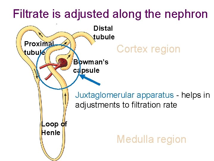 Filtrate is adjusted along the nephron Proximal tubule Distal tubule Cortex region Bowman’s capsule