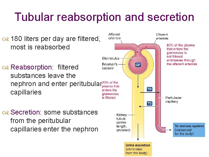 Tubular reabsorption and secretion 180 liters per day are filtered, most is reabsorbed Reabsorption: