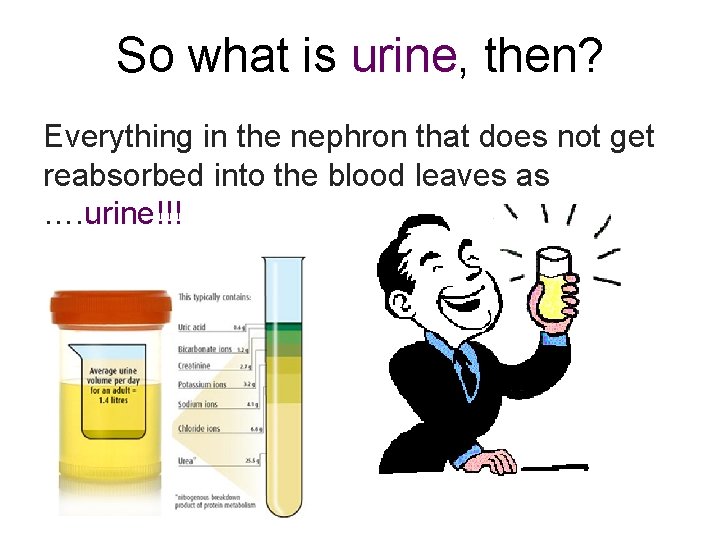 So what is urine, then? Everything in the nephron that does not get reabsorbed