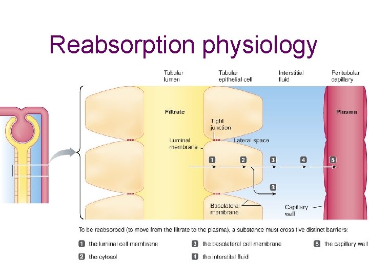 Reabsorption physiology 
