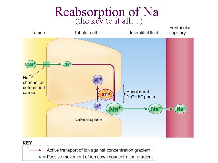 Reabsorption of (the key to it all…) + Na 