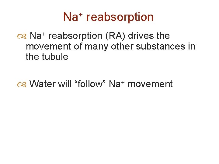 Na+ reabsorption (RA) drives the movement of many other substances in the tubule Water