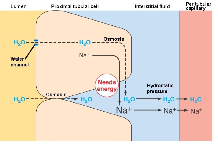 Lumen Proximal tubular cell Interstitial fluid Figure 14. 22 Page 533 Osmosis Water channel