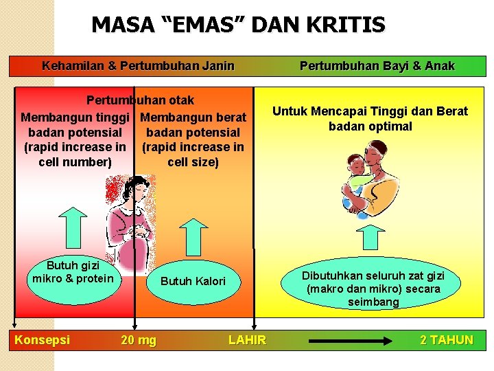 MASA “EMAS” DAN KRITIS Kehamilan & Pertumbuhan Janin Pertumbuhan otak Membangun tinggi Membangun berat