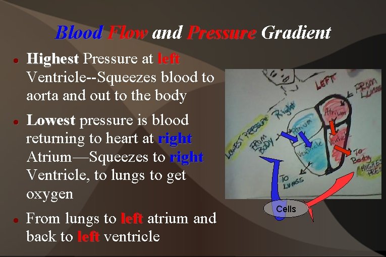 Blood Flow and Pressure Gradient Highest Pressure at left Ventricle--Squeezes blood to aorta and