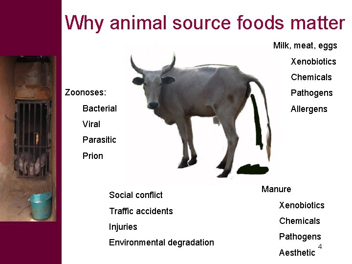 Why animal source foods matter Milk, meat, eggs Xenobiotics Chemicals Zoonoses: Pathogens Bacterial Allergens