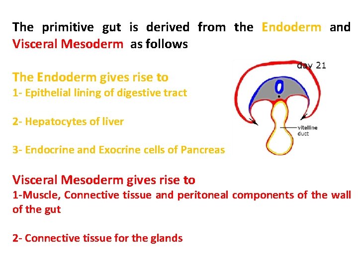 The primitive gut is derived from the Endoderm and Visceral Mesoderm as follows The