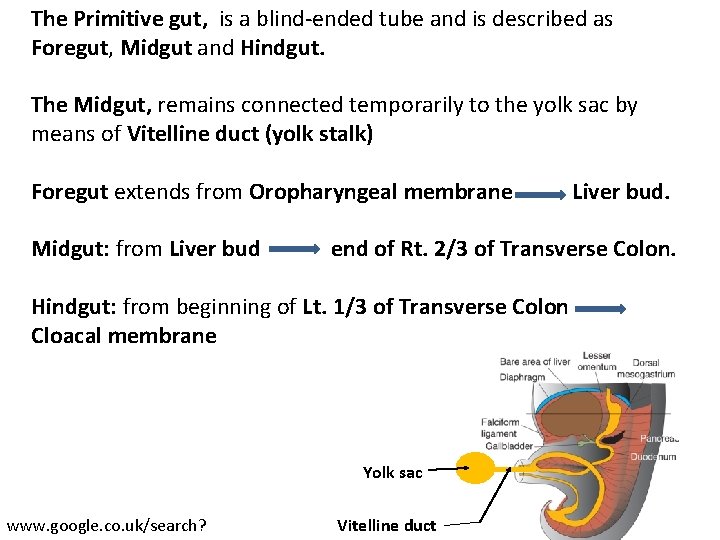 The Primitive gut, is a blind-ended tube and is described as Foregut, Midgut and