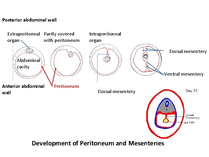 Posterior abdominal wall Extraperitoneal Partly covered organ with peritoneum Intraperitoneal organ Dorsal mesentery Abdominal